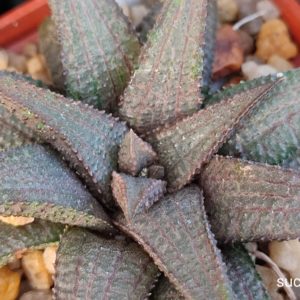 насіння S243 haworthia koelmaniorum seeds