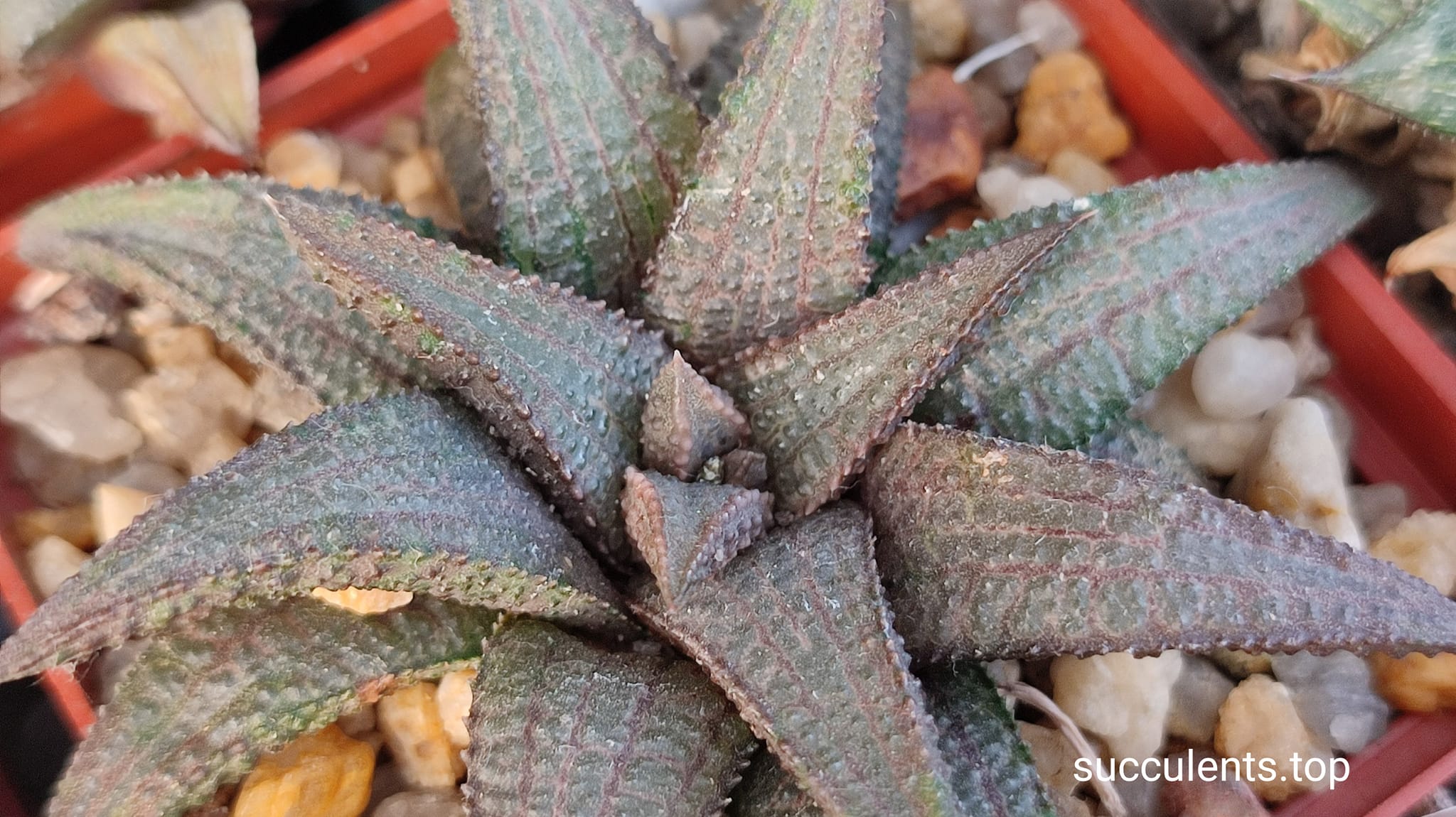 haworthia koelmaniorum x haw (3) haworthia koelmaniorum x haw (3)