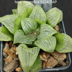 насіння S324 magnifica (ПАР) best  seeds