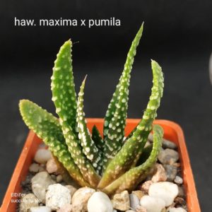 насіння S461 pumila x maxima seeds