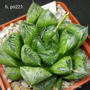насіння haworthia selection pn221 seeds