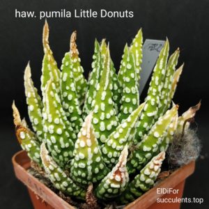 насіння S178 haworthia pumila Little Donuts seeds