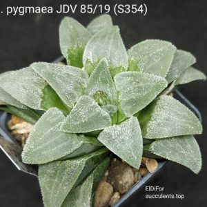 насіння S354 pygmeae JVD 85/19  seeds