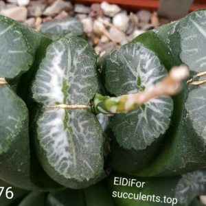 насіння S76 truncata selection x truncata selection seeds