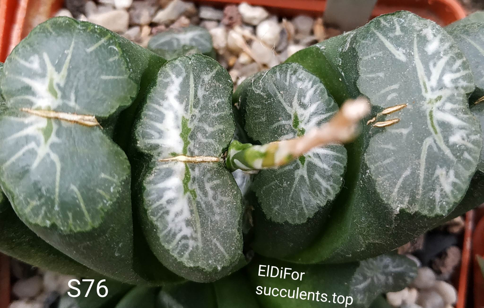 насіння S76 truncata selection x truncata selection seeds