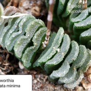 насіння S398 haworthia truncata Dusseldorf ex SH (minima) seeds