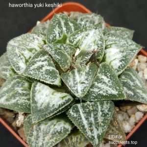 насіння S157 haworthia cv yuki keshiki seeds