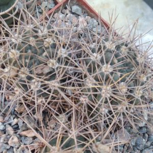 Gymnocalycium  gibbosum v. ferox -s