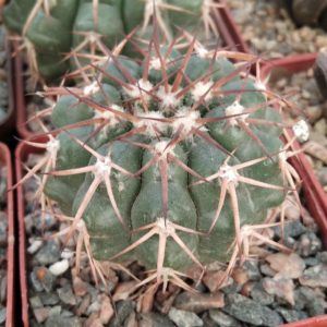 Discocactus nigrisaetosus HU448 -s