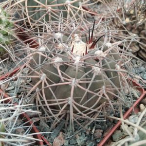 Gymnocalycium  spegazzinii -cube-9cm- s