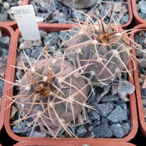 Gymn. castelanosii v. armillatum JO1433- east of El Abra, LR-