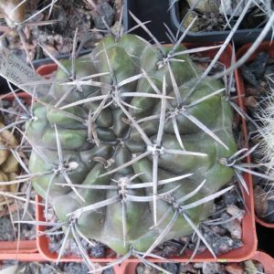 Gymn. gibbosum v. nigrum -MG- cube-7cm-
