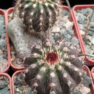 Uebelmania pseudopectinifera - cube-6cm- s