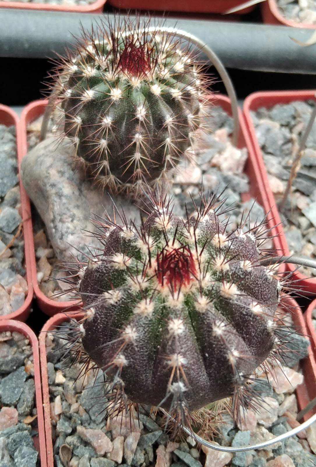 Uebelmania pseudopectinifera - cube-6cm- s