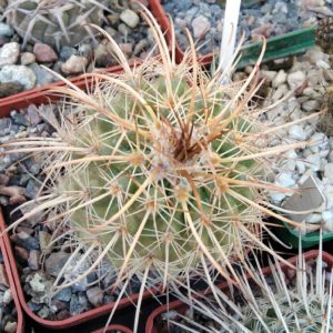 Parodia maassii v. multispina -MG-