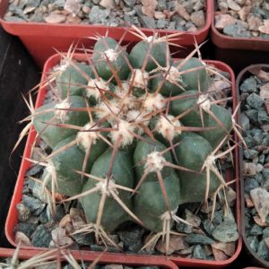 Discocactus nigrisaetosus HU448 -cube-7cm-
