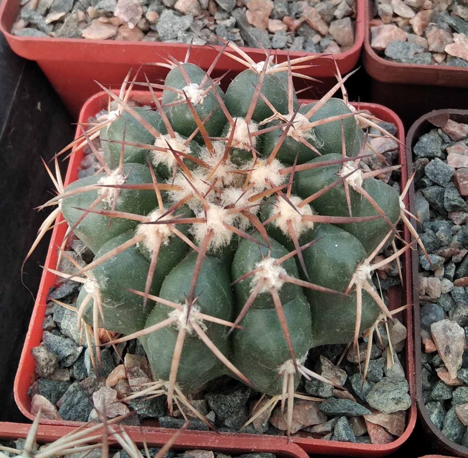 Discocactus nigrisaetosus HU448 -cube-7cm-