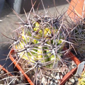 Gymnocalycium horridispinum -s