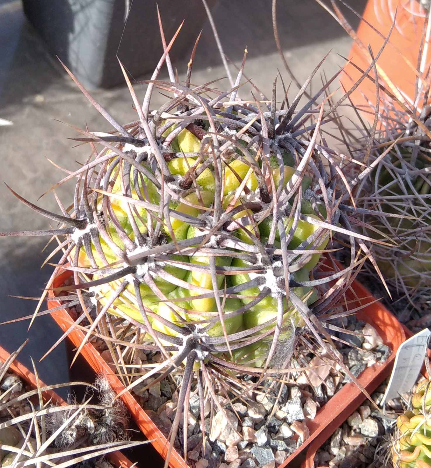 Gymnocalycium horridispinum -s