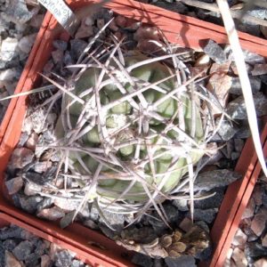 Gymnocalycium  ambatoense -s