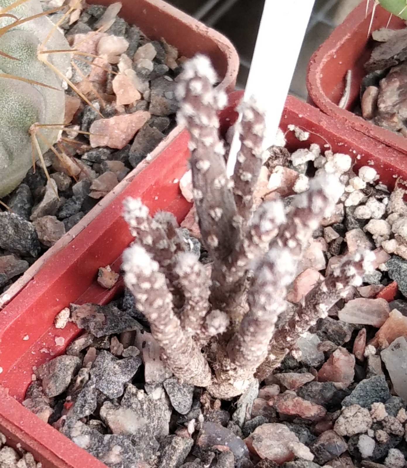Pterocactus tuberosus -s