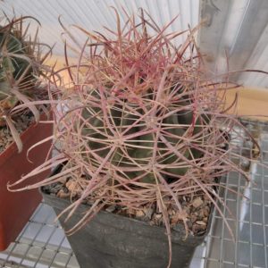 Ferocactus acanthodes -25+ years-