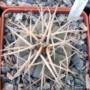 Gymnocalycium cardenasianum -Koehres- відбір-
