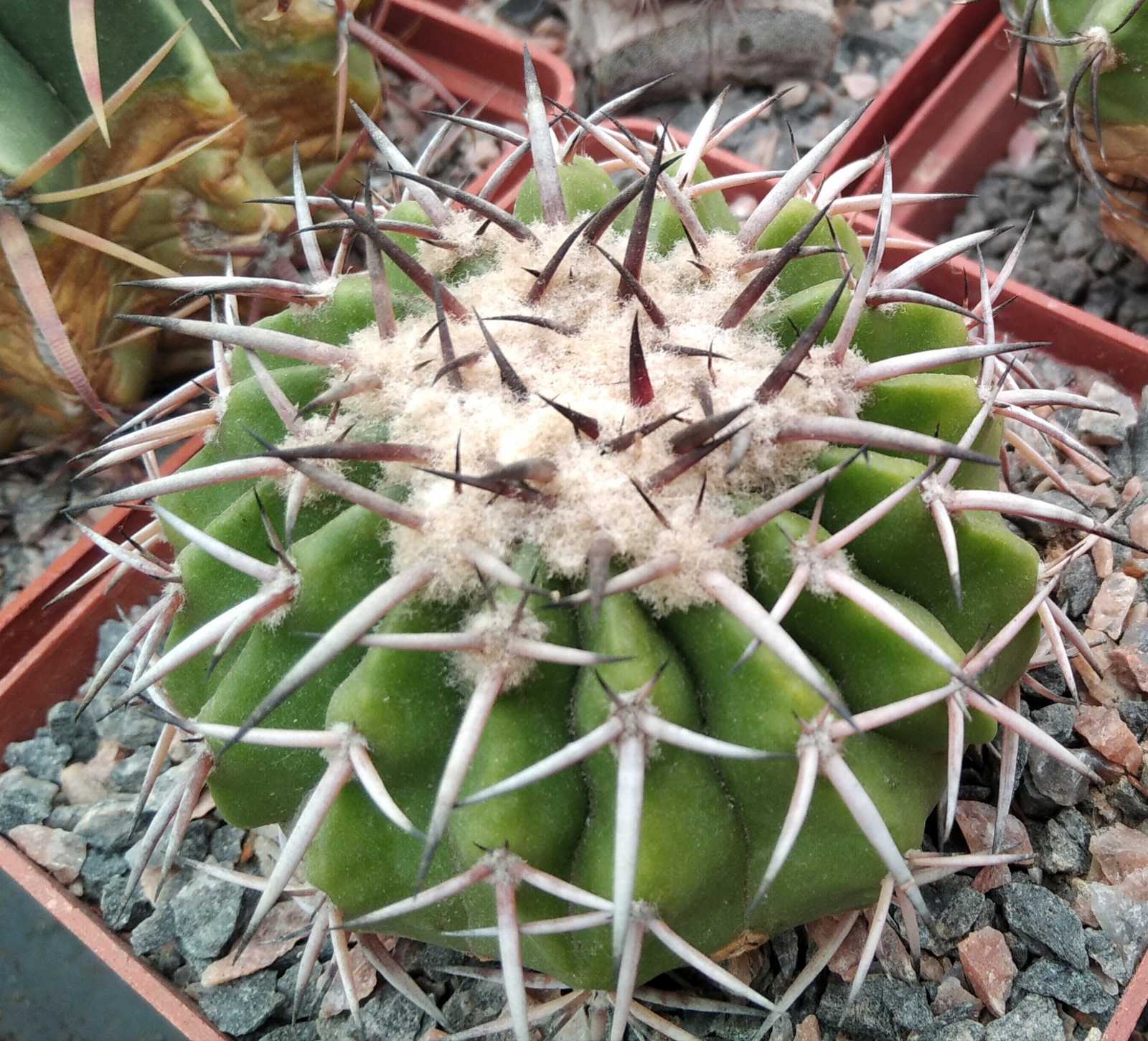 Discocactus latispinus HU146 -cube-9cm- s