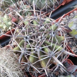Ferocactus horridus -s