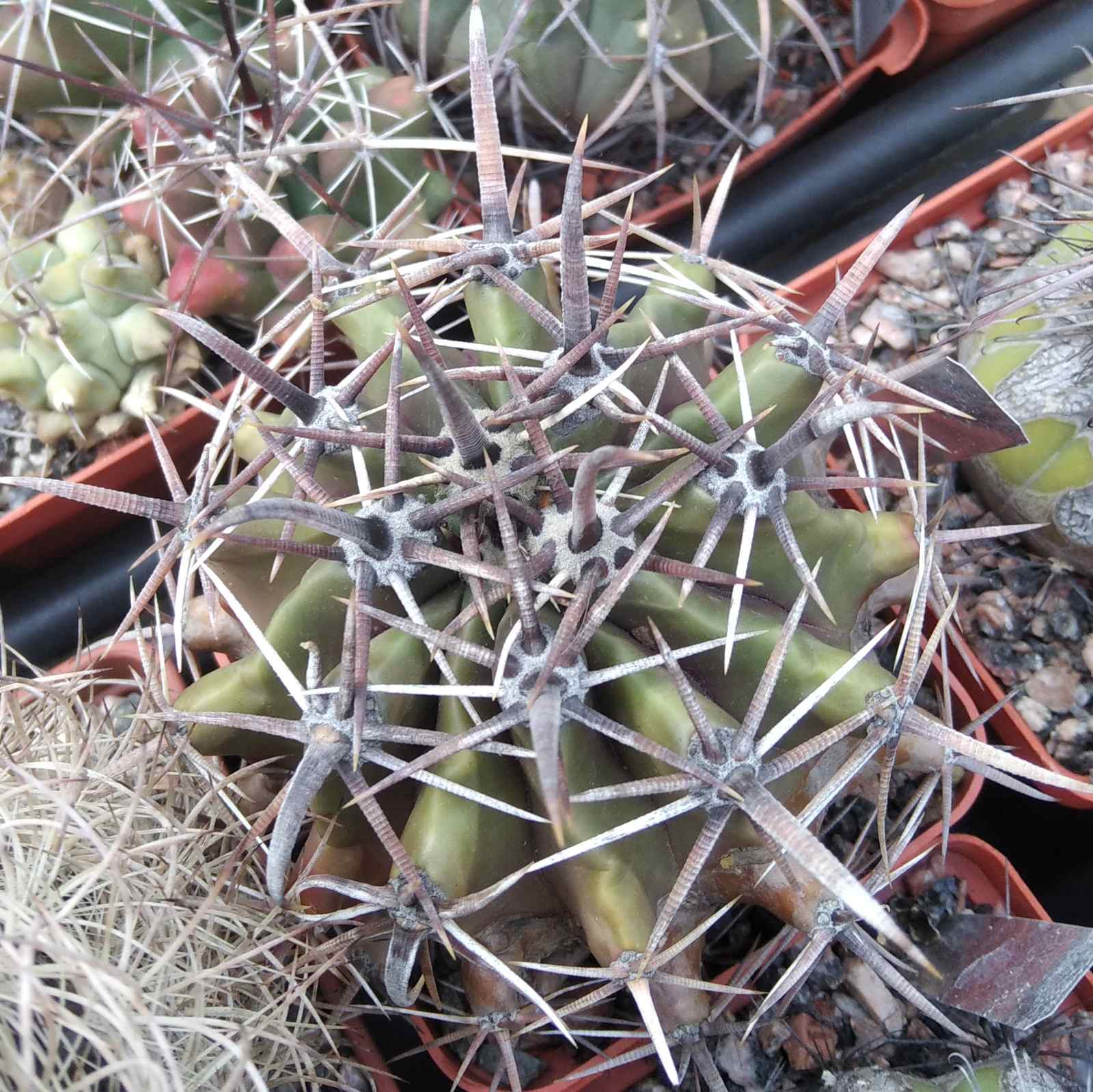 Ferocactus horridus -s