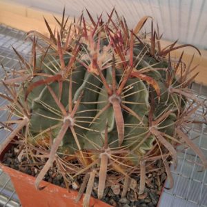 Ferocactus latispinus -cube-14cm- 30years-