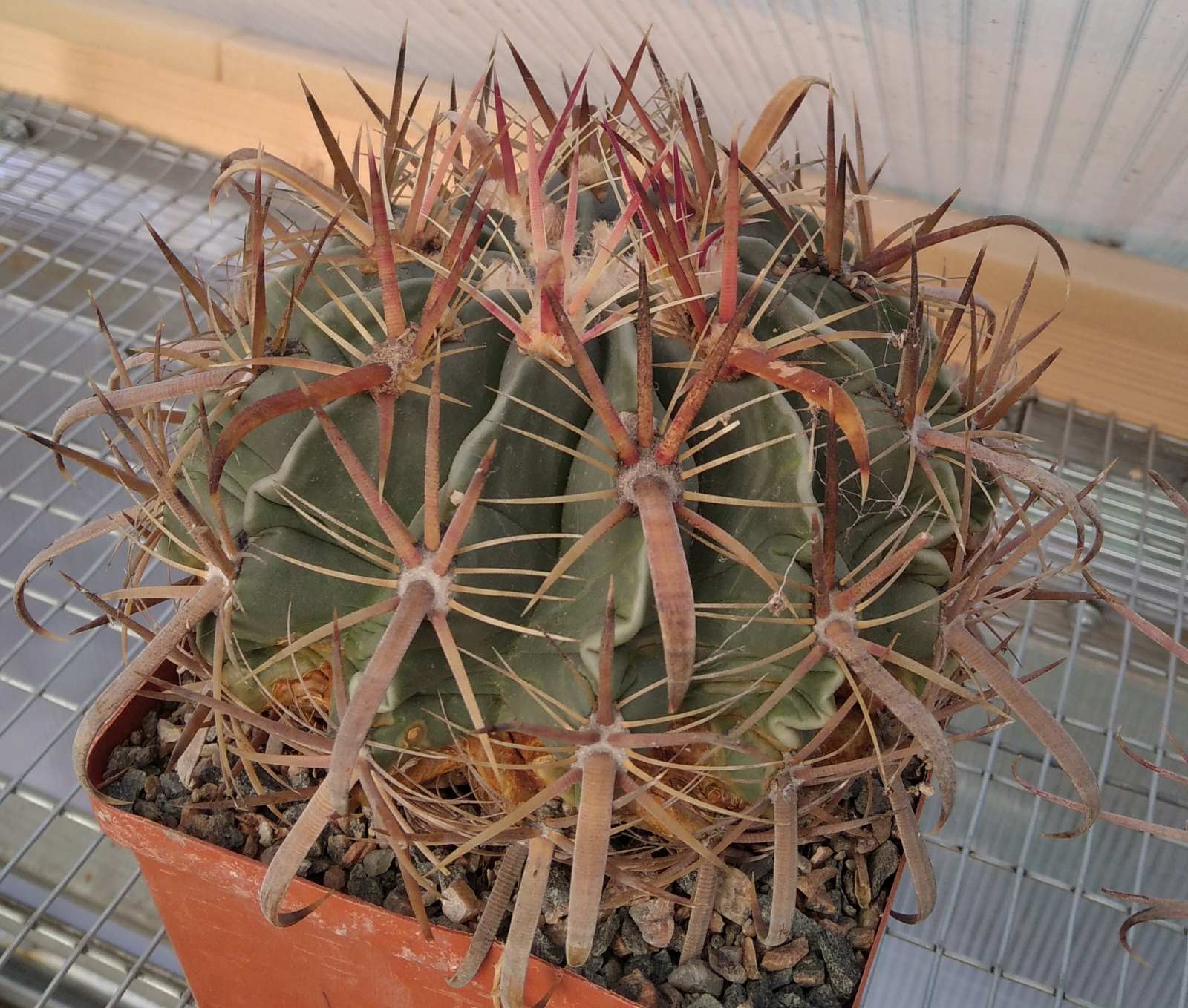 Ferocactus latispinus -cube-14cm- 30years-