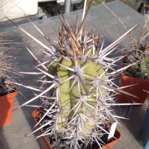 Trichocereus chilensis -MG-