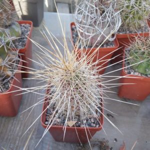 Echinocereus stramineus -s