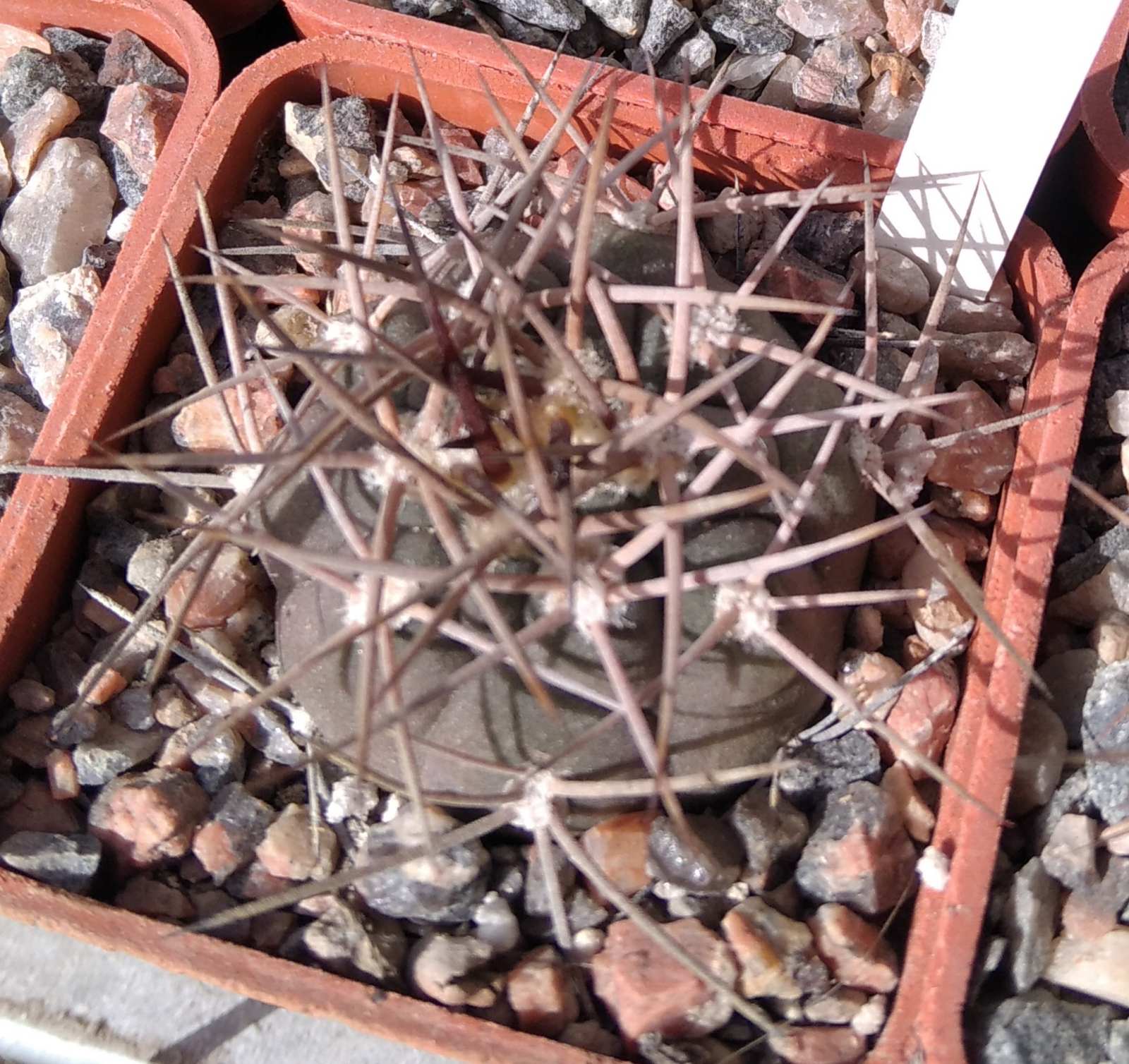 Gymnocalycium mazanense -s