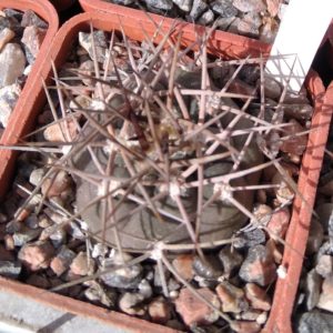 Gymnocalycium mazanense -s