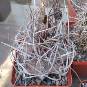 Astrophytum  niveum -s