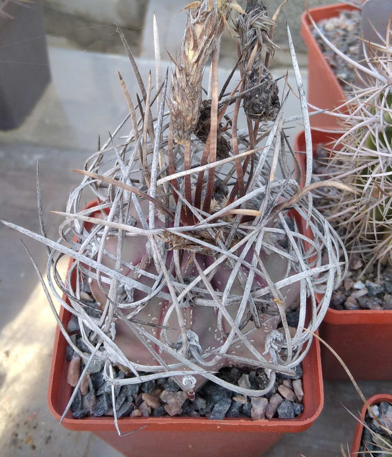 Astrophytum  niveum -s