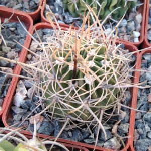 Lobivia pugionacantha?