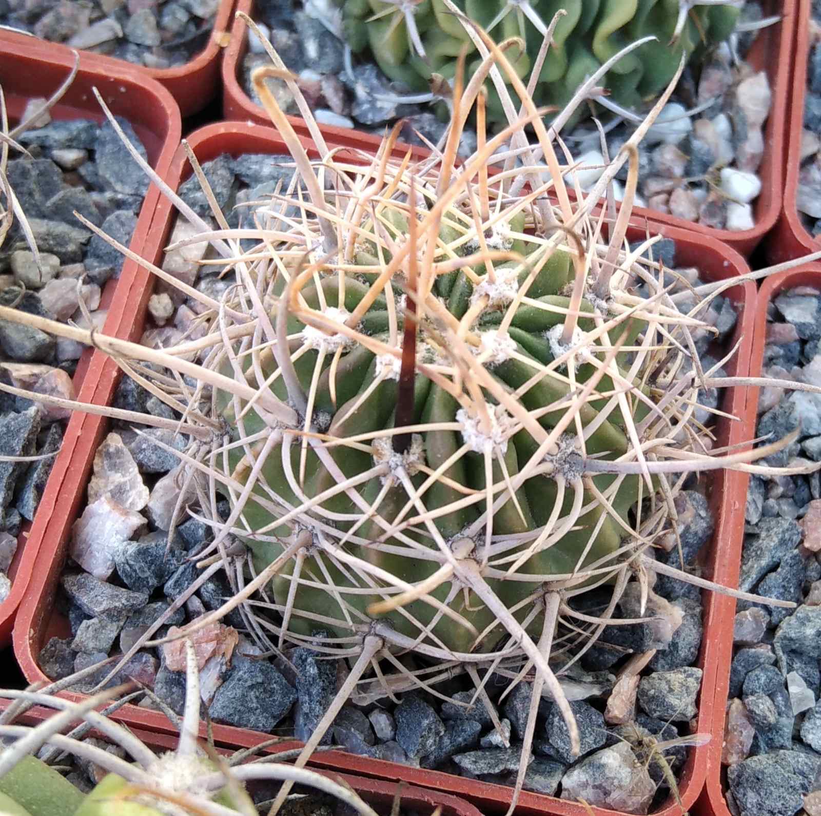 Lobivia pugionacantha?