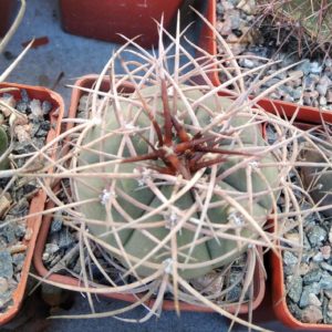 Gymnocalycium cardenasianum -Koehres-