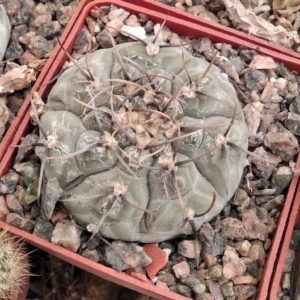 Gymnocalycium  projazkianum VG345 -s