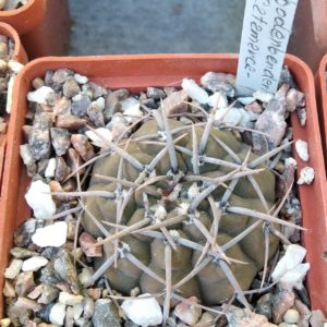 Gymnocalycium bodenbenderianum -Catamarca-