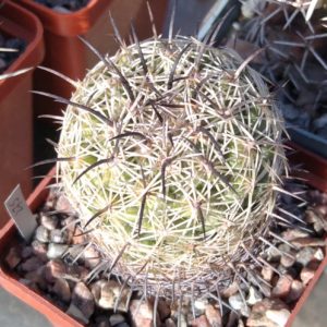 Coryphantha  pallida CH171 -MG- s