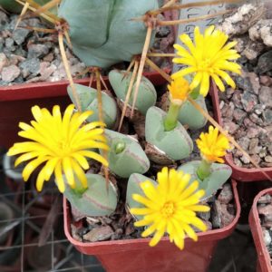 Сonophytum bilobum