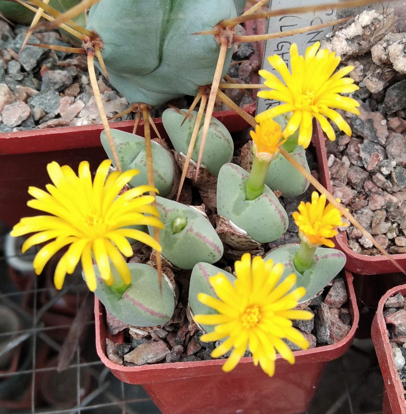 Сonophytum bilobum