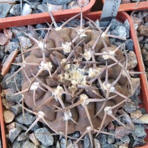 Gymnocalycium piltziorum