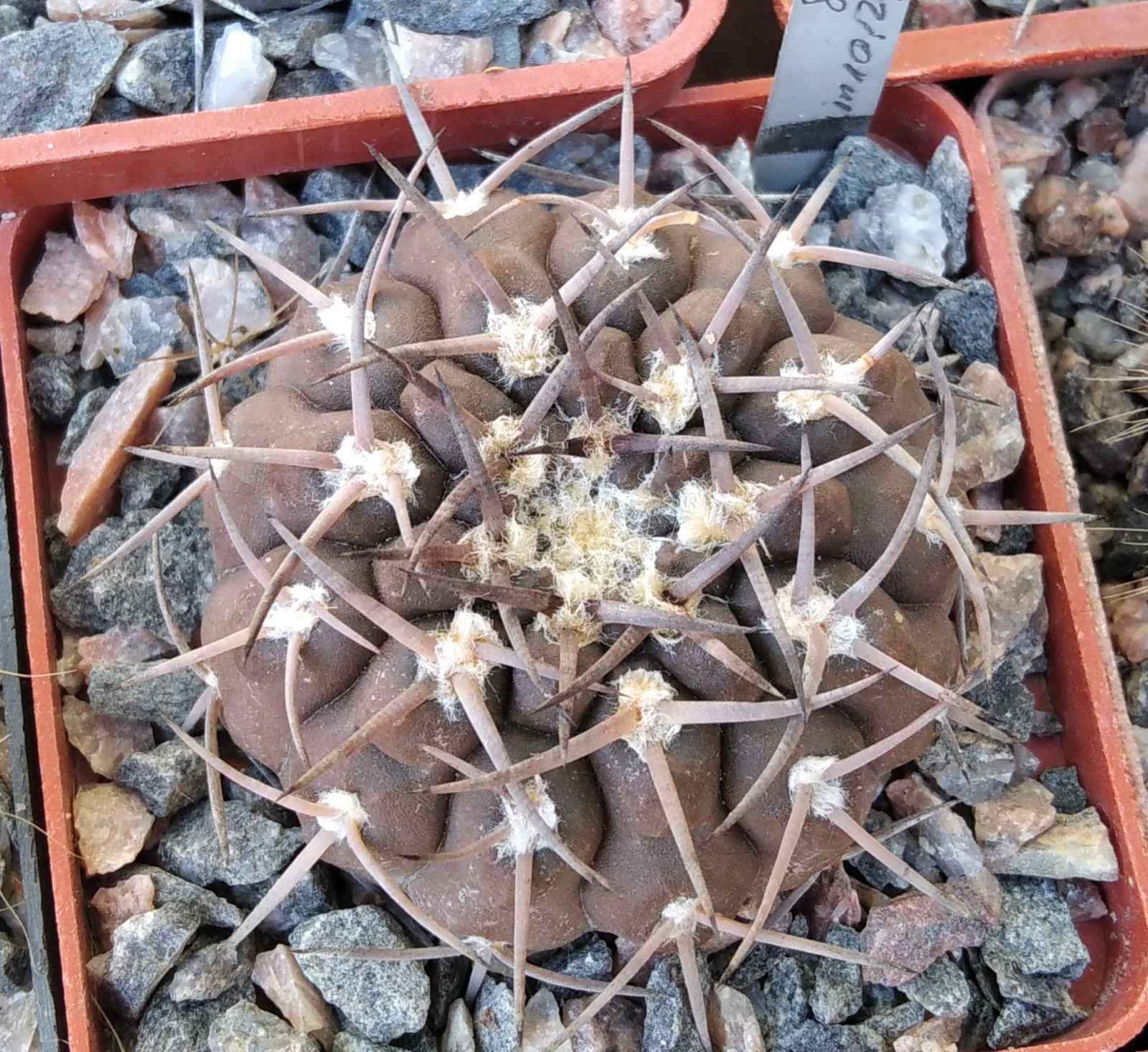Gymnocalycium piltziorum