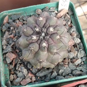 Copiapoa montana -s