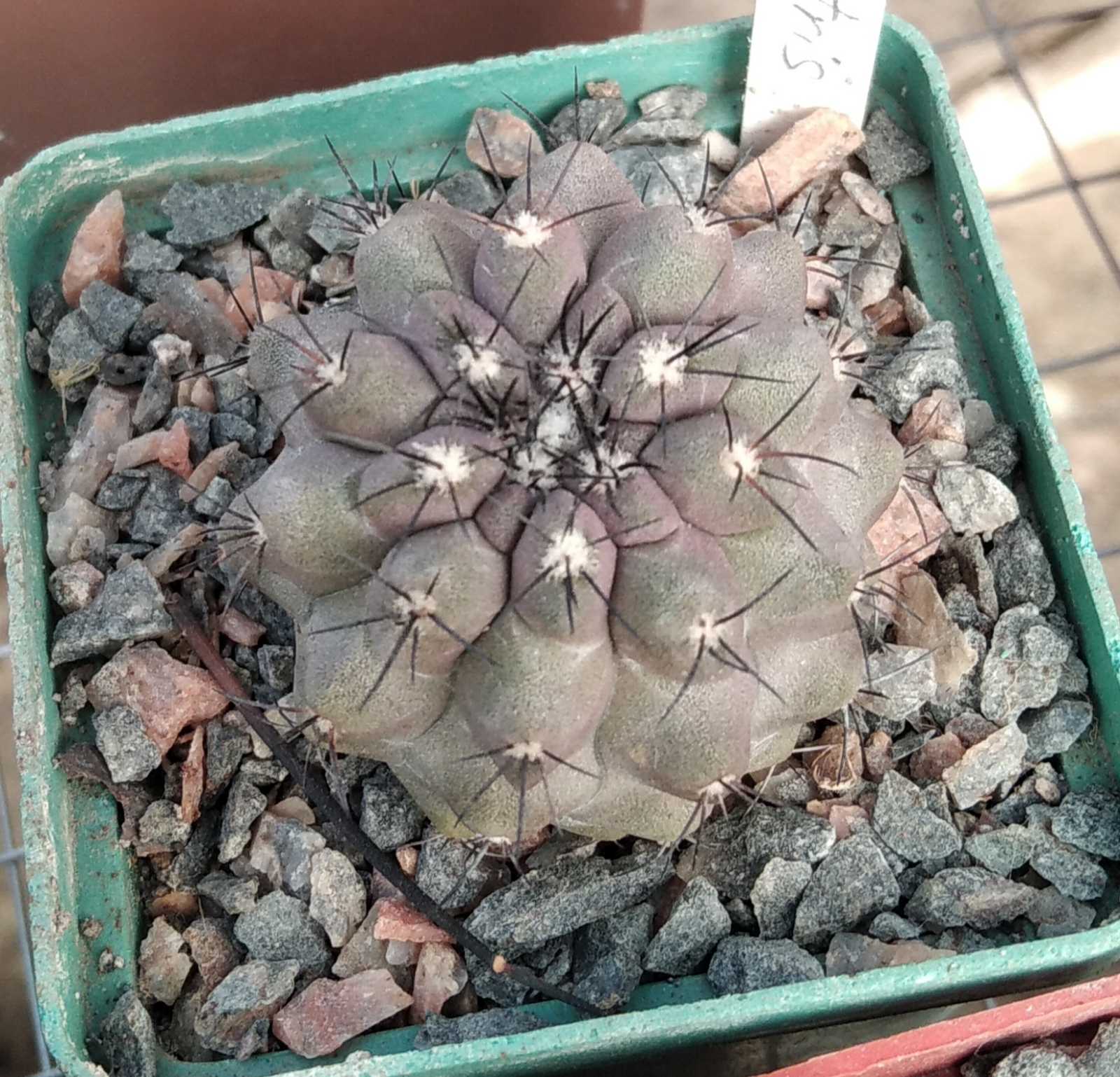 Copiapoa montana -s